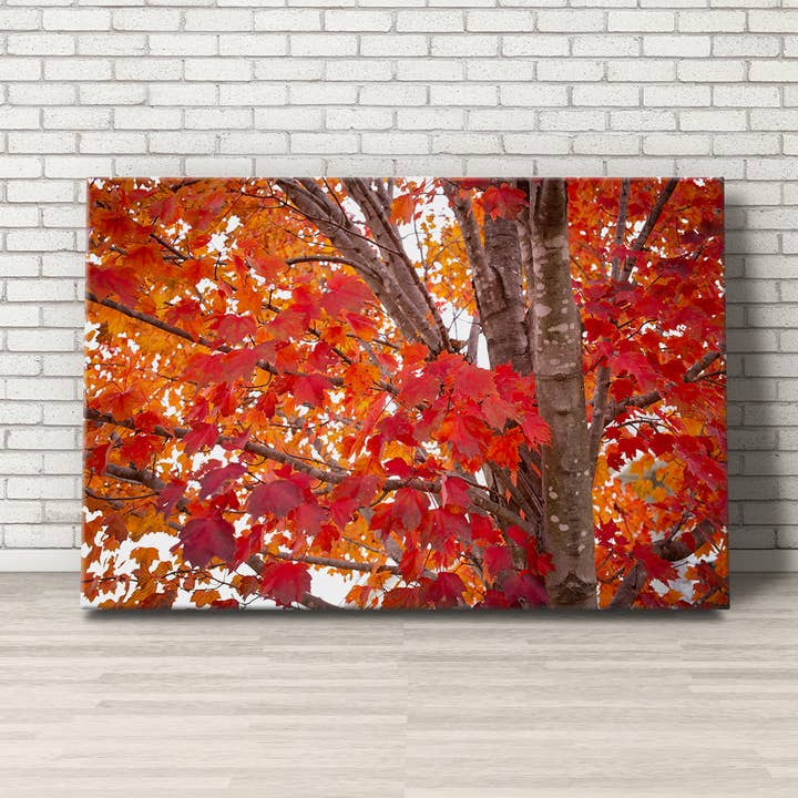 Red Maple Tree Canvas Print Wall Art for wholesale by Angie Harris Photography