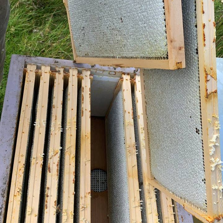 Olly’s Farm - Wholesale Honey - Dublin Mountains Heather Honey4