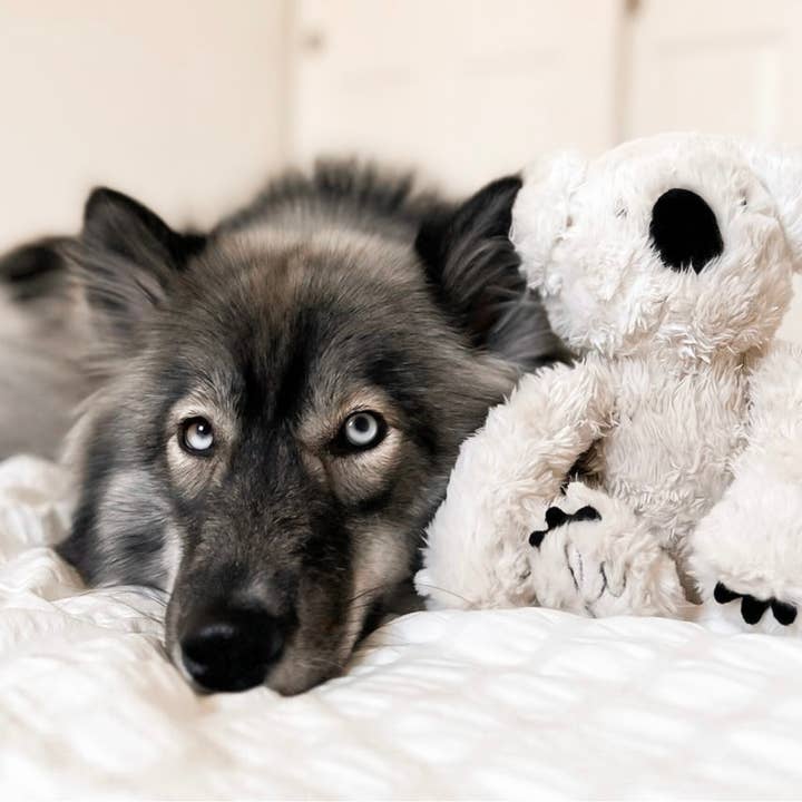 Fur Elise Pets - Wholesale Pet Plush Toy - Dog - Koko Maxi Plushie10