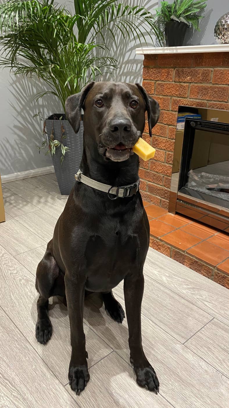 Real Pet Supplies - Wholesale Pet Treats - Dog - K2 Yak Chews 100% Natural Longer Lasting Dog Treats Medium3