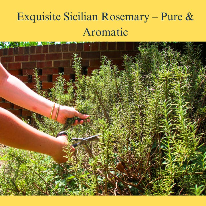 Wholesale Italian Food - Wholesale Herbs - L'Oro Del Sud, Rosemary leaves, Sicilian Rosemary sprigs, 2.11 oz (60 g), Whole Rosemary Leaf, Non-GMO, Product of Italy