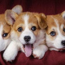 Corgi Trio Round 30x40 for wholesale by Art for Anxiety