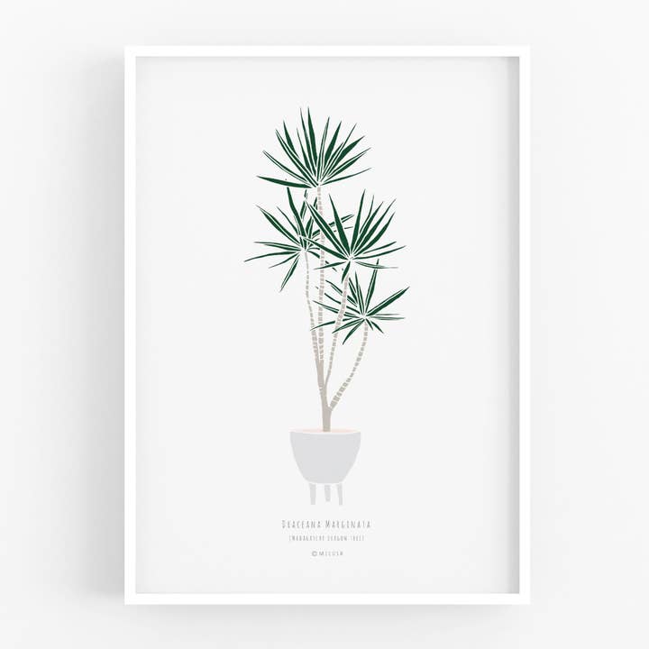 Art Print - Dracaena Marginata for wholesale by Micush