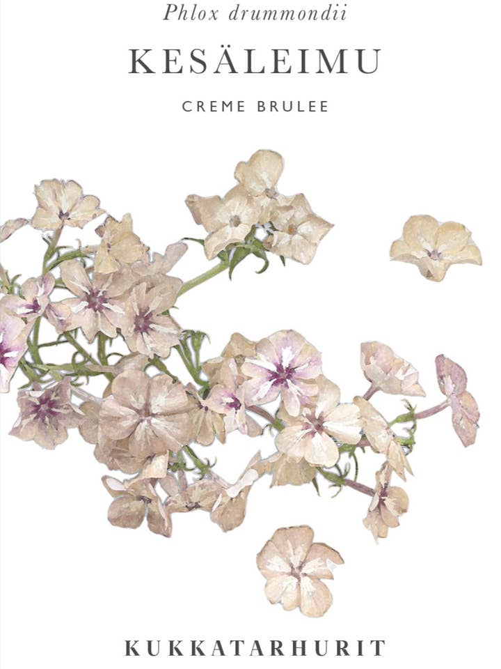 Kesäleimu Creme Brulee voor wholesale door Kukkatarhurit