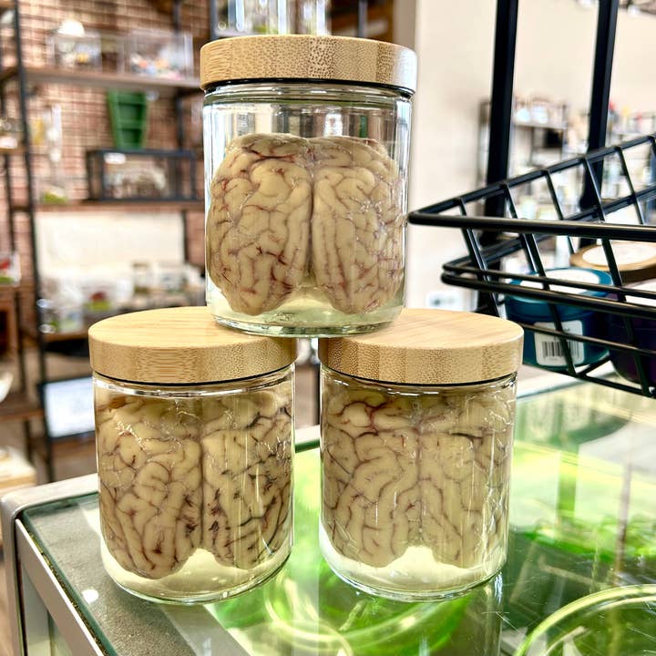 Mz. Jones’ Curio, Inc. - Wholesale Decorative Tabletop Object - Sheep Brain Jars