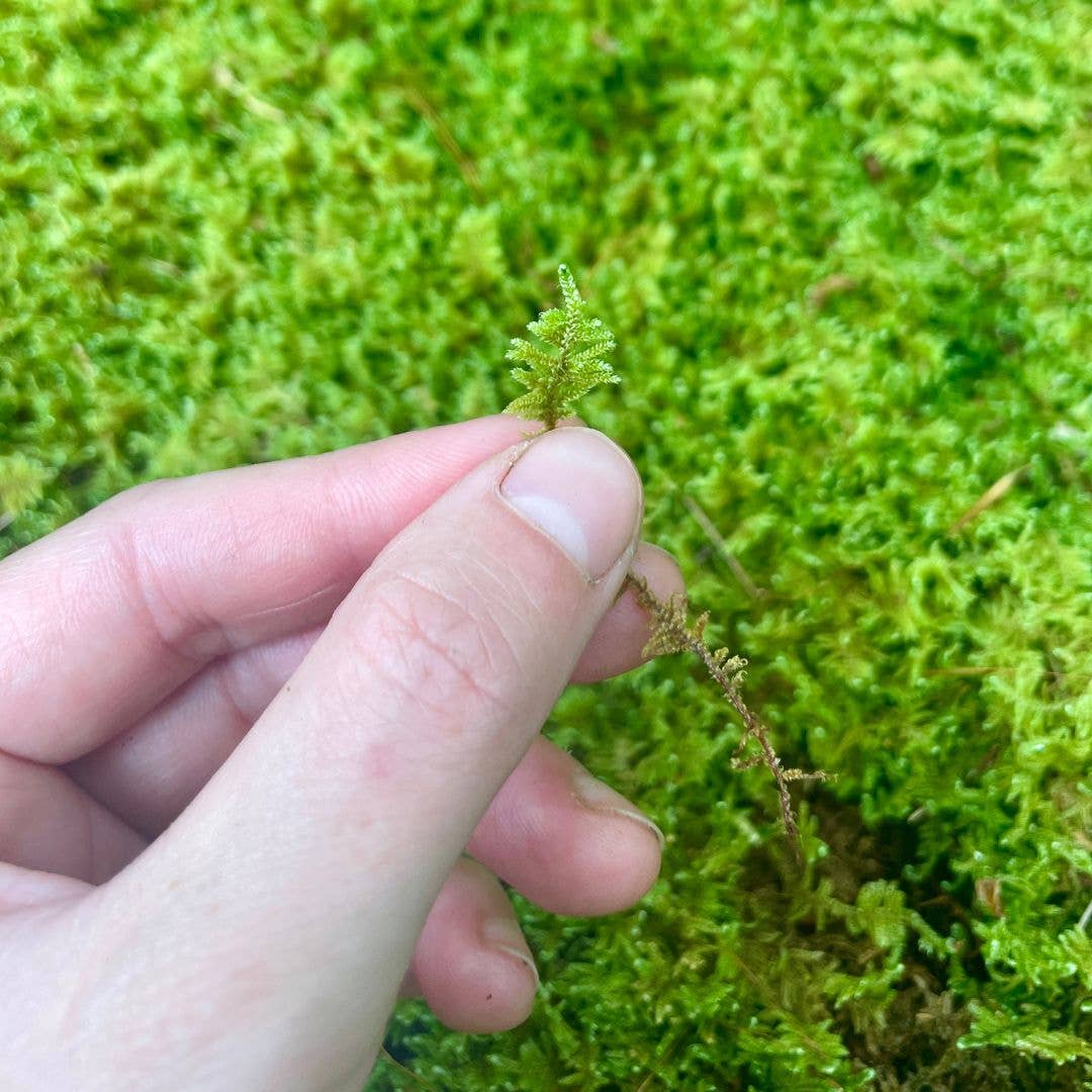 Moss & Stone Gardens - Vendita all'ingrosso Piante vive - Muschio vivo in fogli (1-1000 piedi quadrati) – Hypnum imponens1