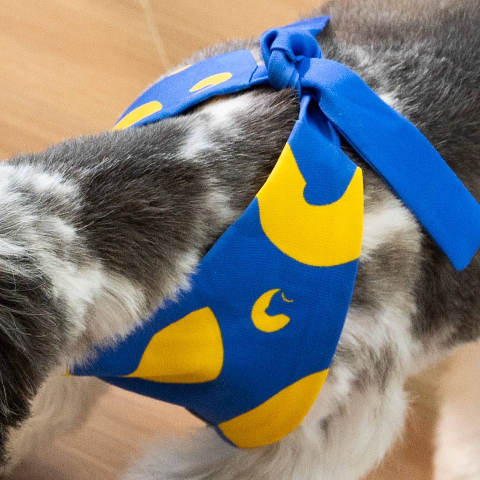 Chewise Official - Wholesale Pet Bowl - Dog - Chewise Dog Bandana4