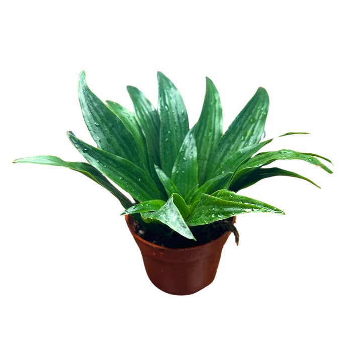 Flow State - Wholesale Live Plant - 4" Dracaena Janet Craig Compacta – Wholesale Live Houseplant1