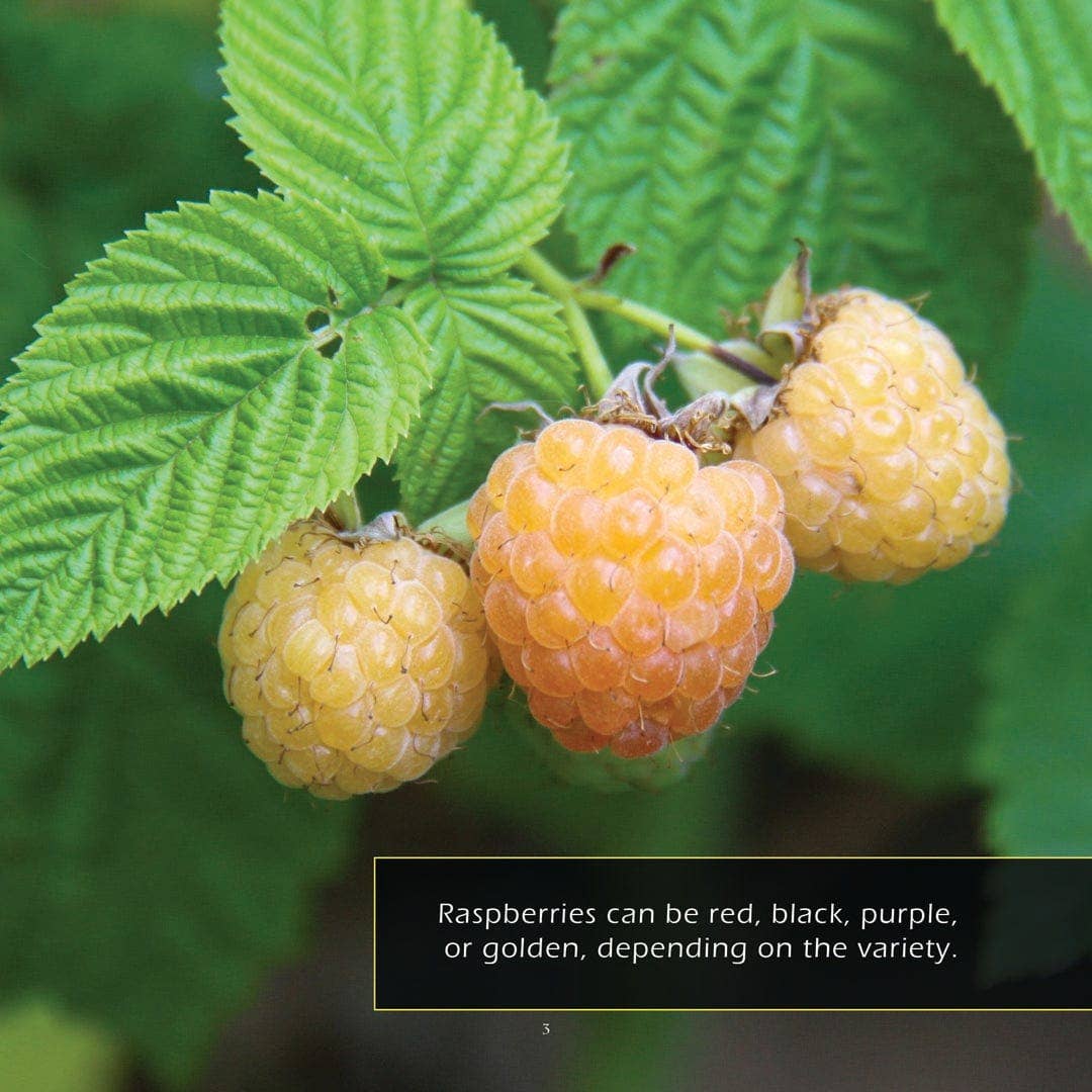 My Incredible World – wholesale Natur och friluftsliv – Hallon! En Min Otroliga Värld Bilderbok för Barn3