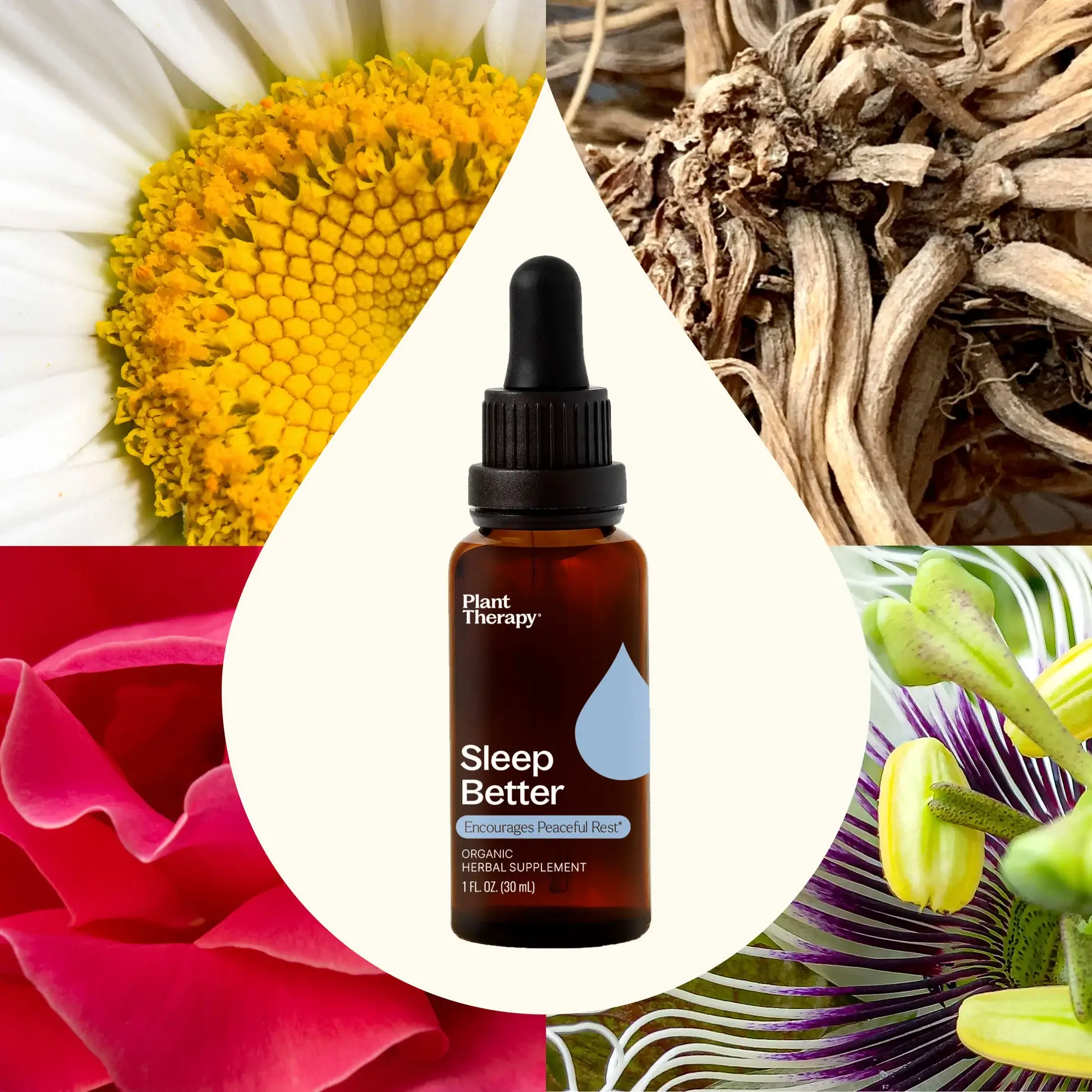 Plant Therapy - Vendita all'ingrosso Tinture - Integratore Erboristico Biologico per Dormire Meglio 30 mL4