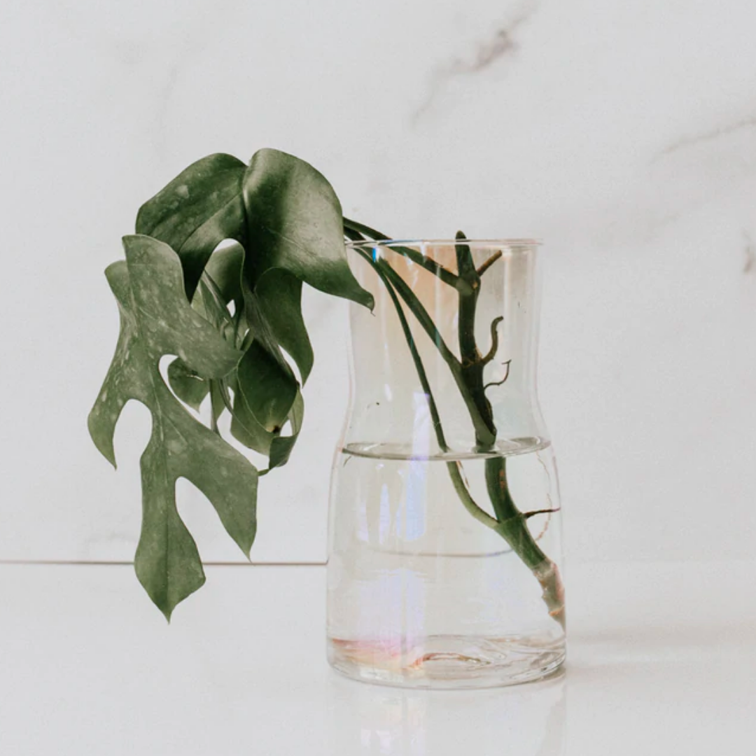 Janet Gwen - Wholesale Vase - Glass Propagation Vase2