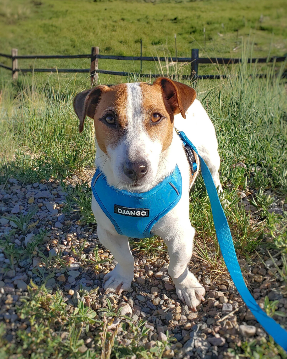 DJANGO - Wholesale Pet Harness - Dog - Adventure Dog Harness - Pacific Blue2