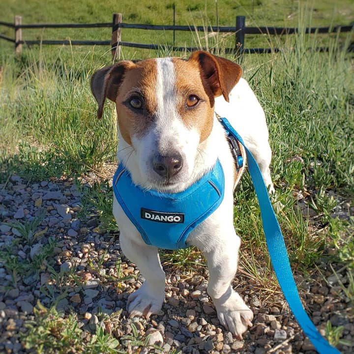 DJANGO - Wholesale Pet Harness - Dog - Adventure Dog Harness - Pacific Blue2