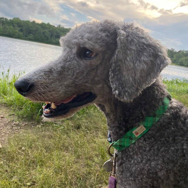 Very Vintage Designs – Engroshandel Halsbånd - Hund – Irish Plaid - Grøn økologisk bomuld Hund- og kattehalsbånd7