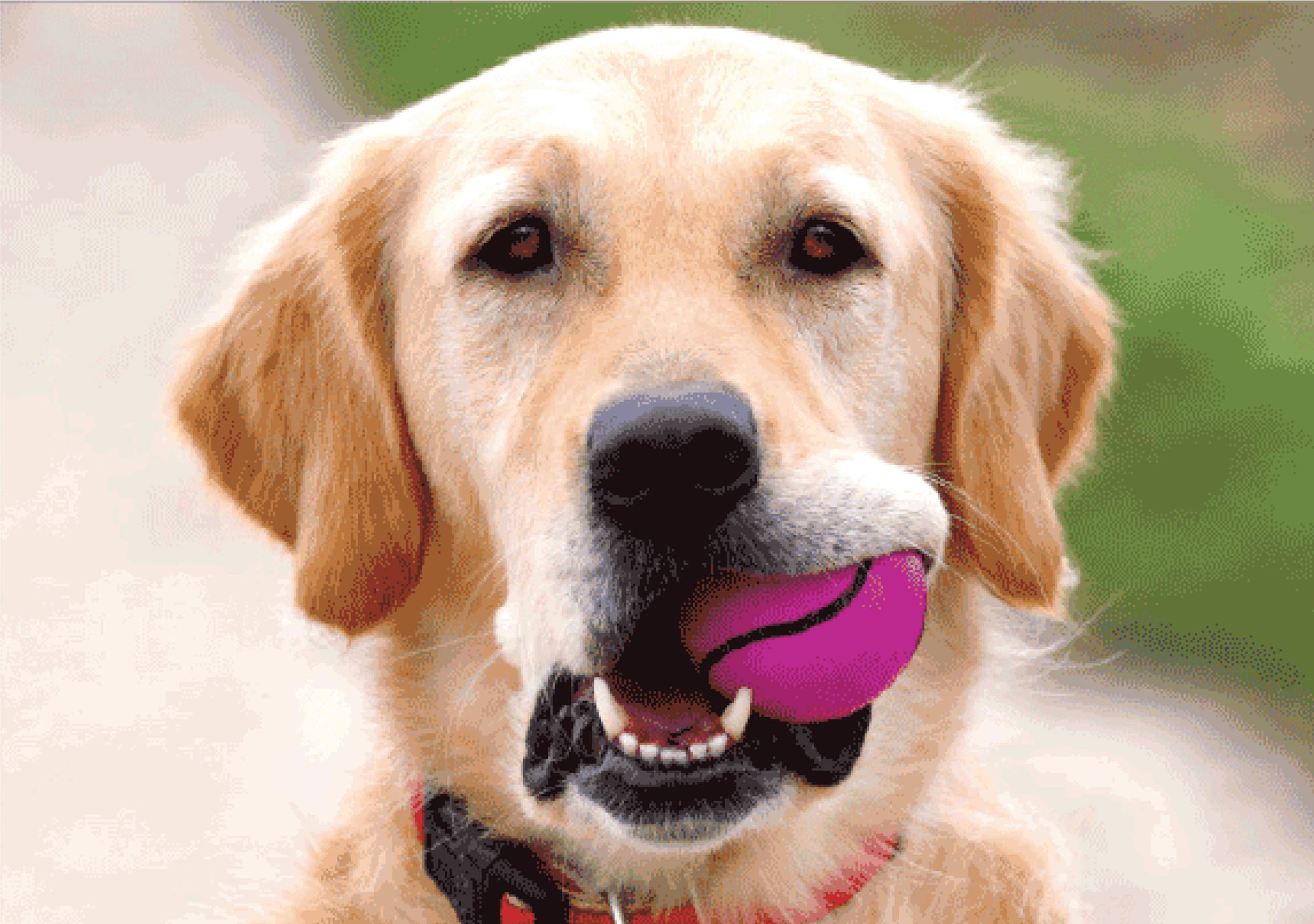 Dog Speak – Engroshandel Fødselsdagskort – Fødselsdag - Vi får brug for flere bolde3