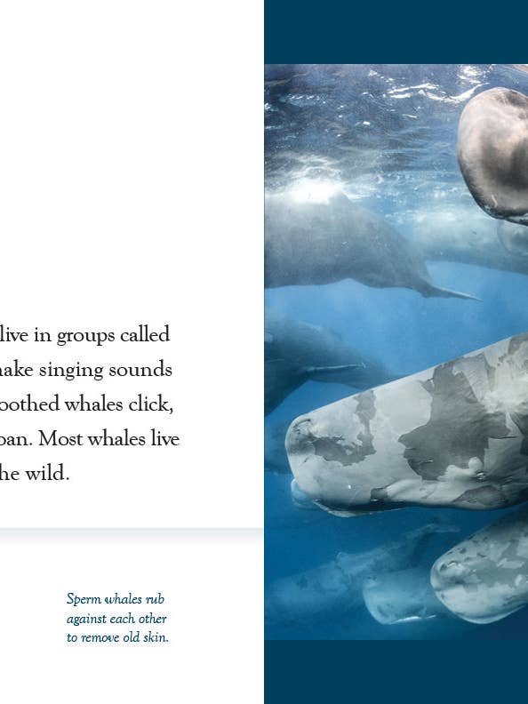 Amazing Animals - New Edition: Whales for wholesale by The Creative Company