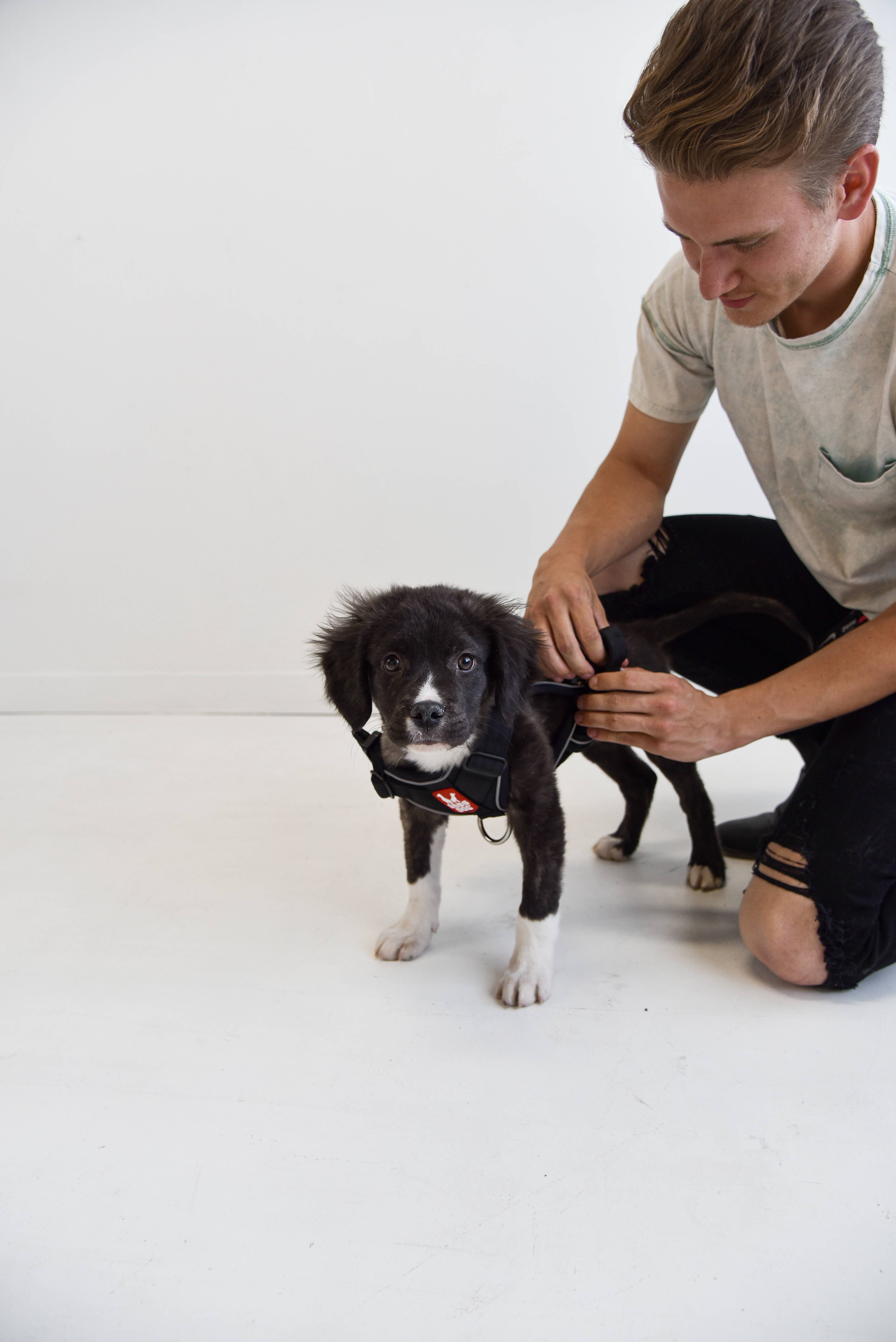 BOSS DOG BRAND, INC. - Wholesale Pet Harness - Dog - Boss Dog Harness6