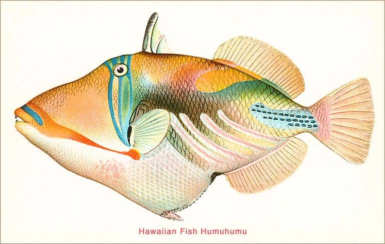 Found Image Press - Vendita all'ingrosso Set di cartoleria/cancelleria - Biglietto di Auguri HI-257 Pesce Hawaiano, Humuhumu0