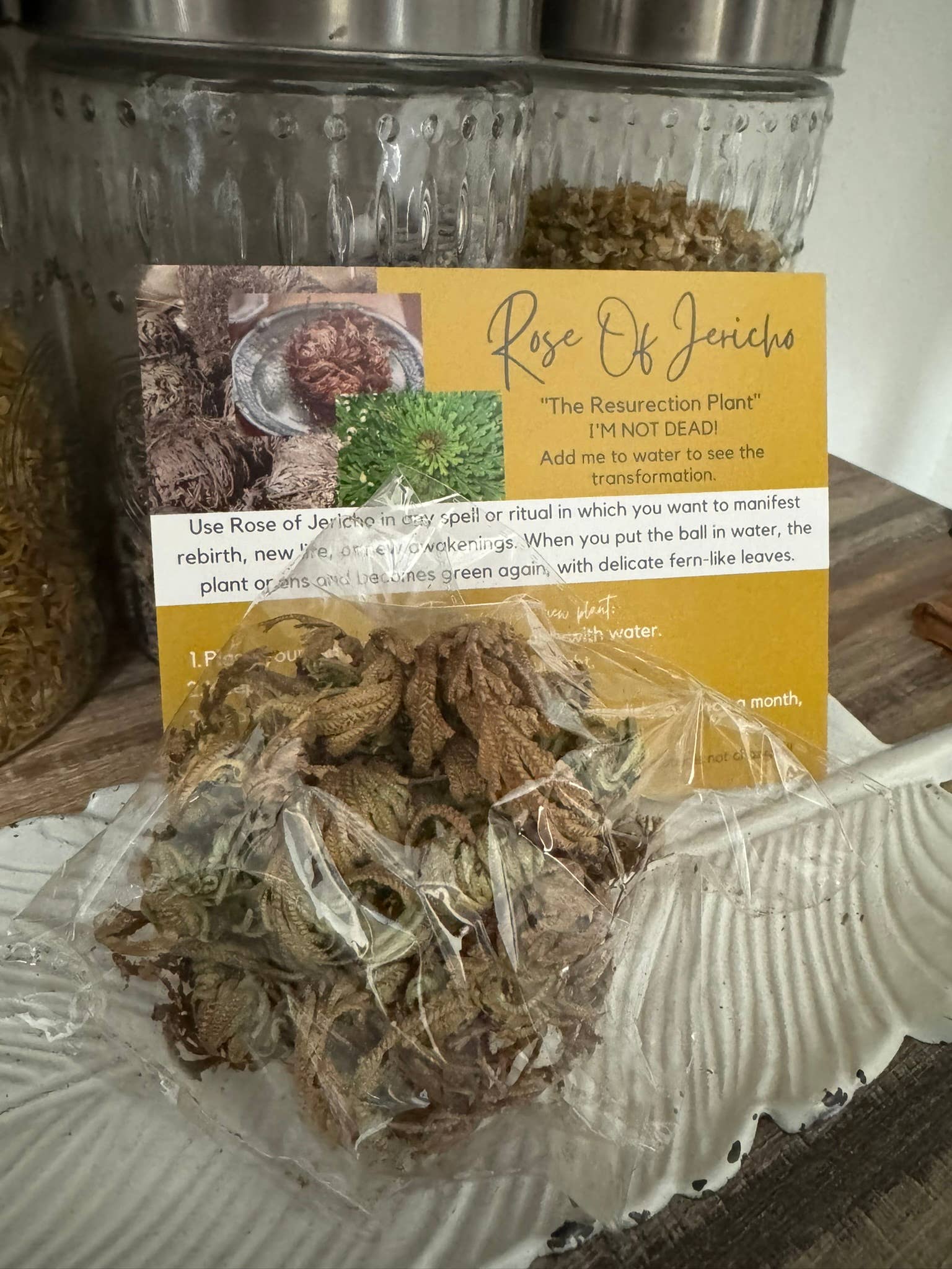 The House Of Gentry - Wholesale Live Plant - Rose Of Jericho 1