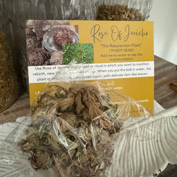 The House Of Gentry - Wholesale Live Plant - Rose Of Jericho 1