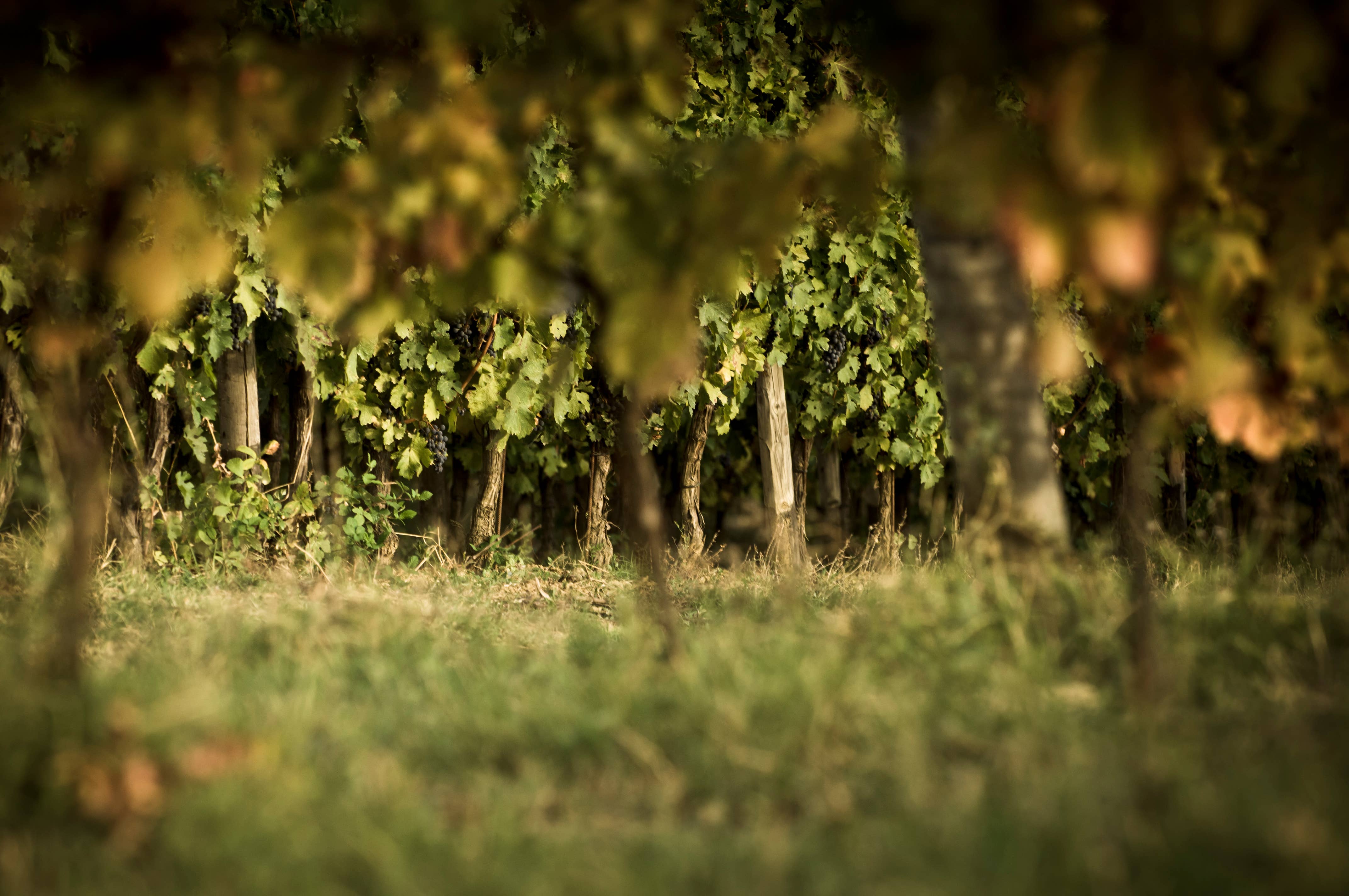 Acetaia Malpighi - Wholesale Vinegar - Balsamic Vinegar of Modena PGI - Organic1