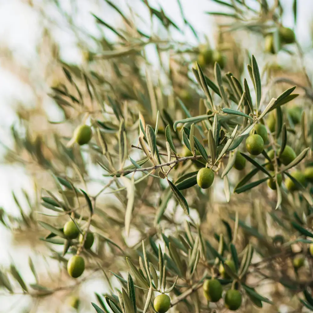 Byron Bay Olive Co. - Wholesale Olive oil - Australian Organic Olive Oil - Fruity3