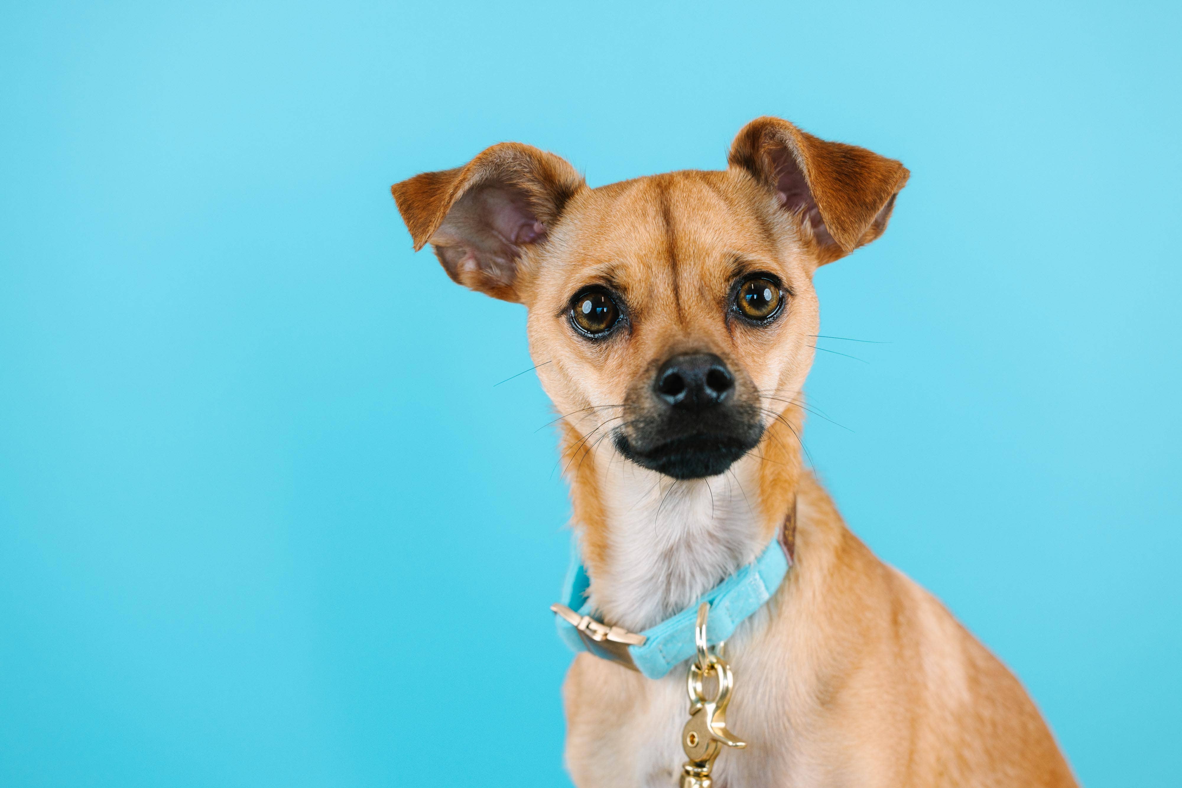 Pink Papyrus | Premium, Durable, & Stylish Dog Products - Vendita all'ingrosso Collare - Cani - Collare per cani Perry | Collare per cani blu | Collare per cani7