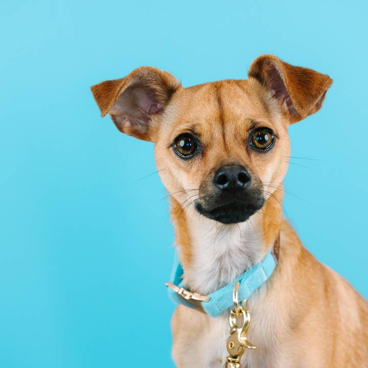 Pink Papyrus | Premium, Durable, & Stylish Dog Products - Vendita all'ingrosso Collare - Cani - Collare per cani Perry | Collare per cani blu | Collare per cani7