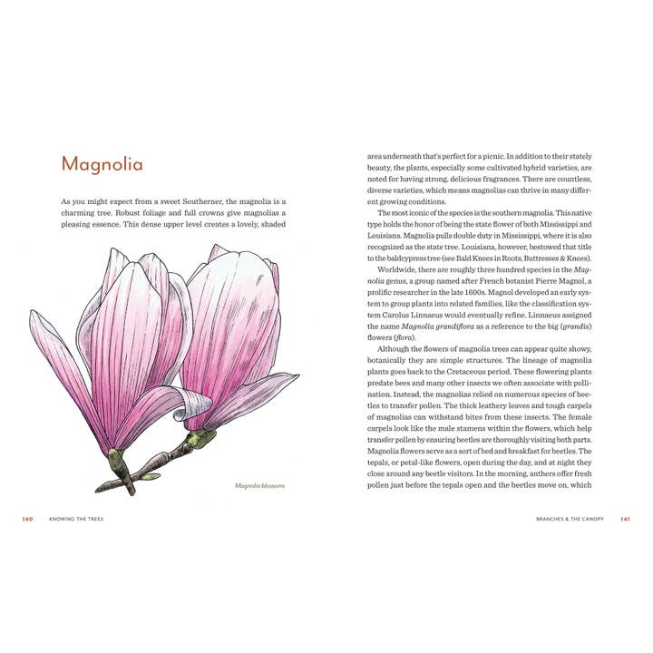 Mountaineers Books - Wholesale Book - Adult - Knowing the Trees: Discover the Forest from Seed to Snag