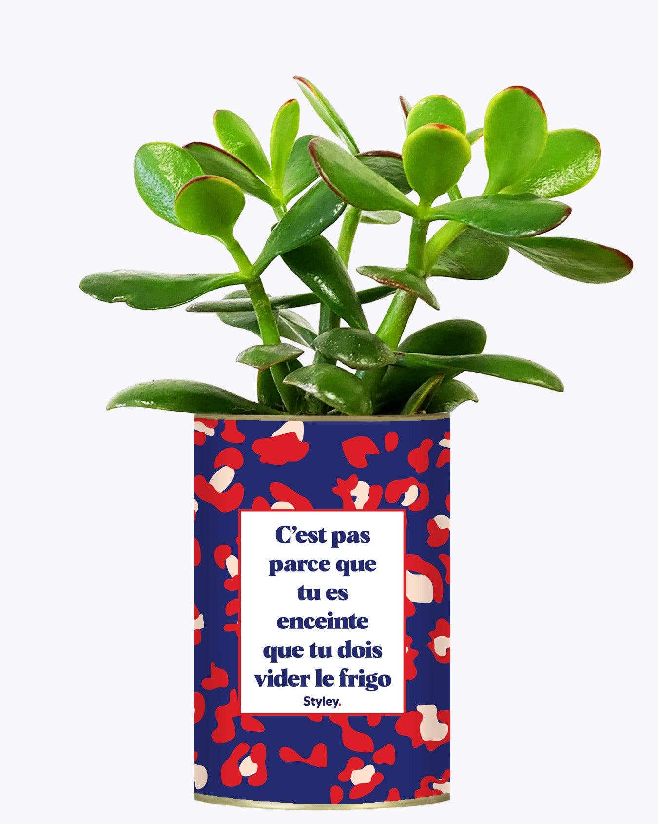 Styley - Wholesale Live Plant - Pas Enceinte, Pas Vider Le Frigo - Plante