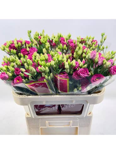 Lisianthus Rosita Red 60 stems for wholesale by Florasource