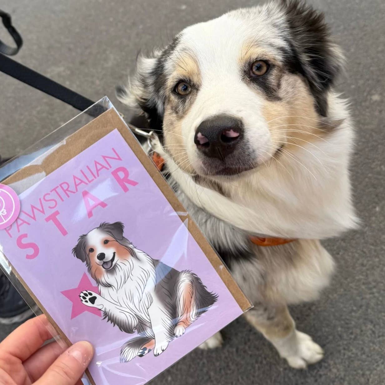 LOLLYPOPARTSTUDIO - Vente Carte de vœux classique - Carte Berger Australien « Étoile Pawstralienne »3