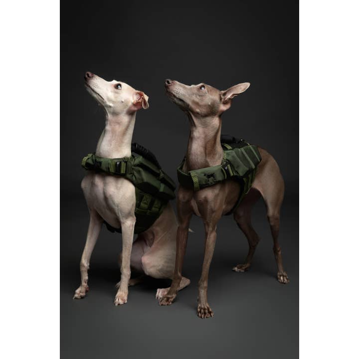 NOAH AND PAW LLC - Vente Veste – chien - Gilet de sauvetage pour chien NOAH AND PAW avec 4 mousses flottantes - Vert1