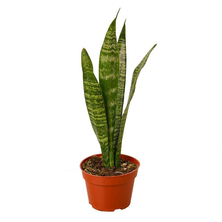 House Plant Wholesale WEST - Wholesale Live Plant - Snake Plant 'Zeylanica'