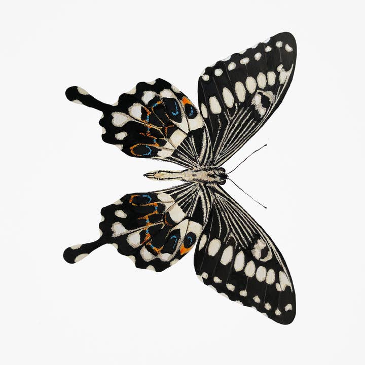 Fjäril 3 Konsttryck för wholesale av J6R6