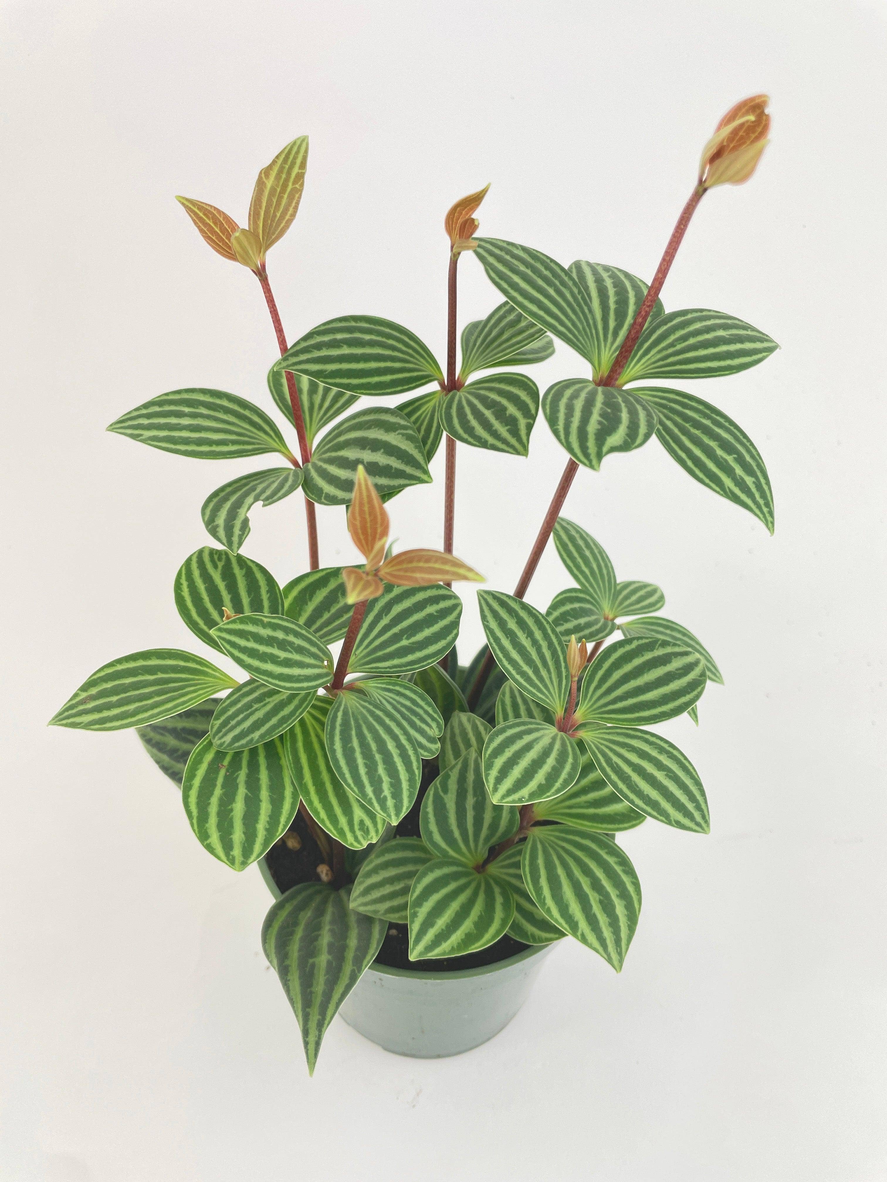 Bumble Plants - Wholesale Live Plant - Peperomia Puteolata Tetragona 'Parallel'5