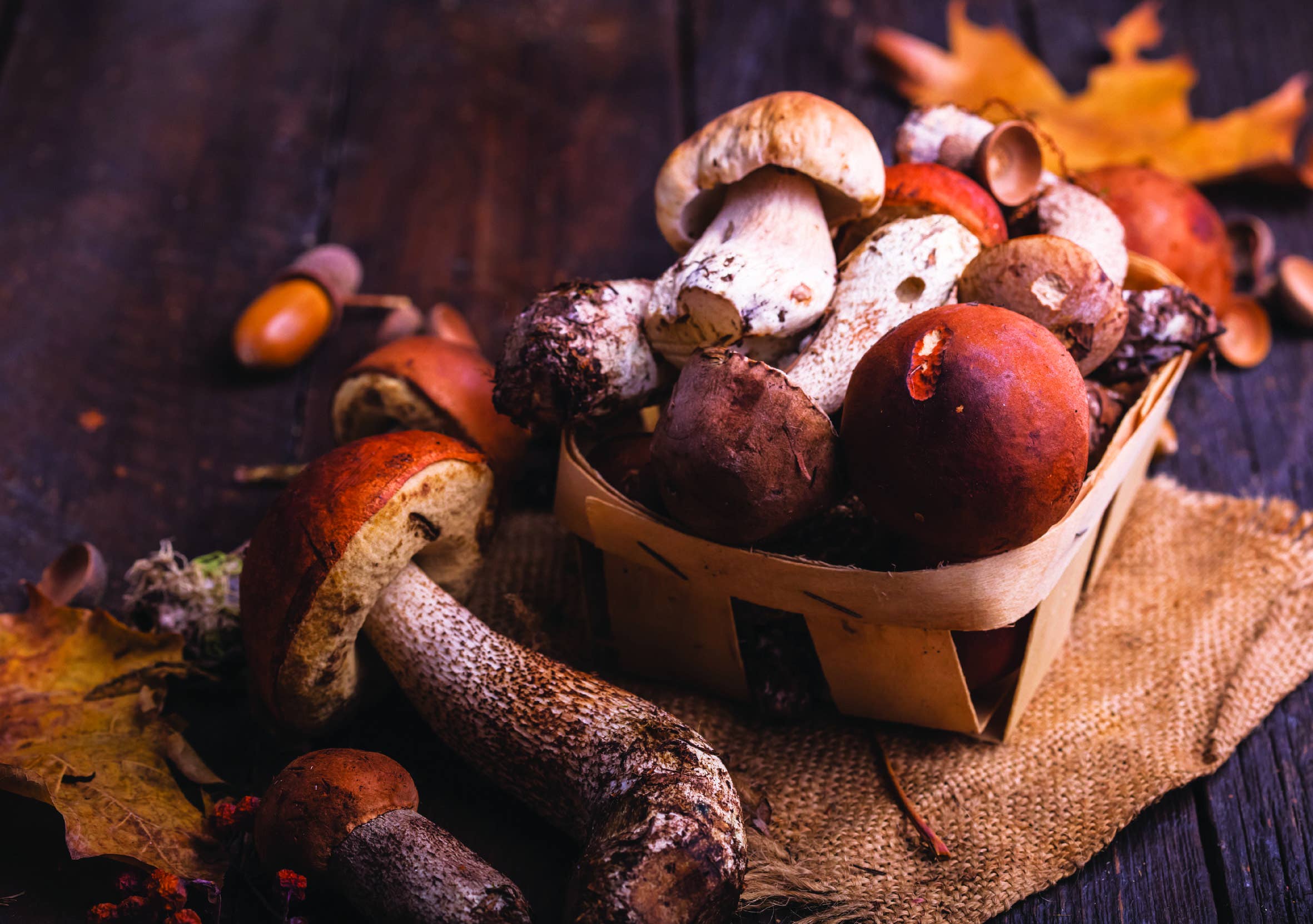 REMOVED BRAND - Vente Légumes secs/déshydratés - Cèpes Séchés "Extra" 30G - Bocal en Verre2