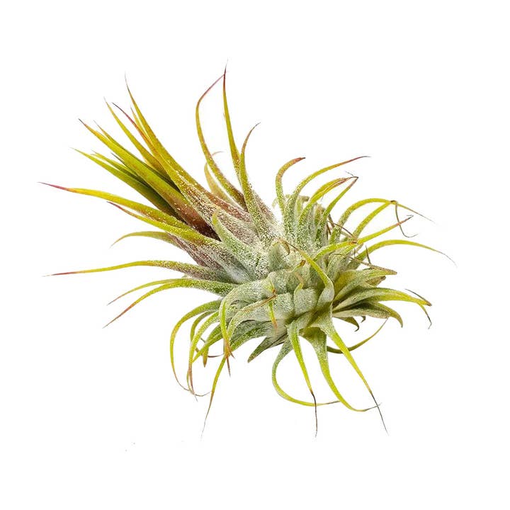 Best Plant Friend - Wholesale Live Plant - Live Ionantha Guatemala Air Plant 2.5" Wide or Tall