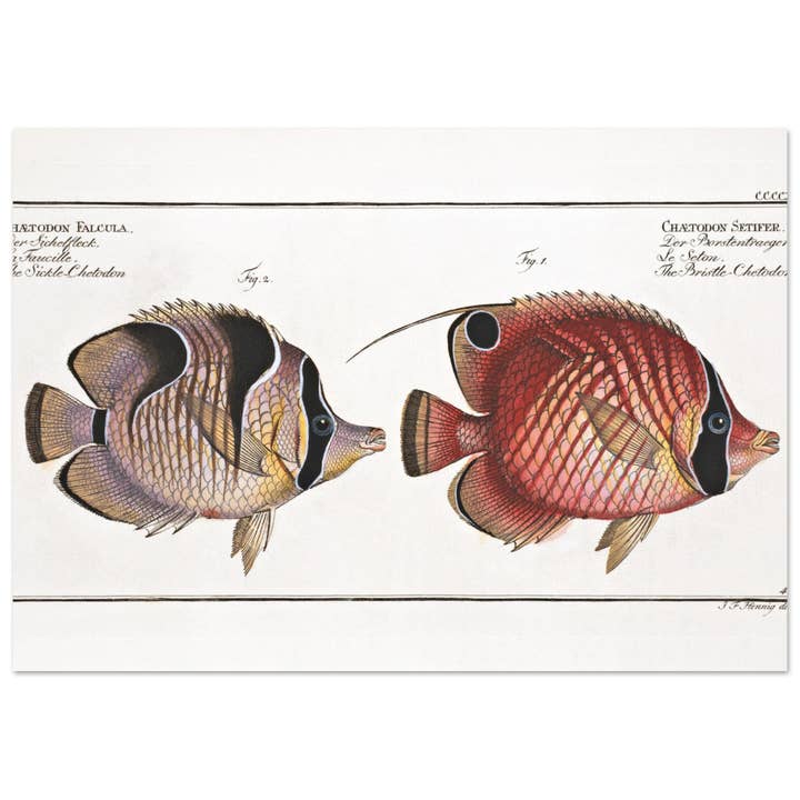 Chatodon Falcula por atacado de Maison de Paloma