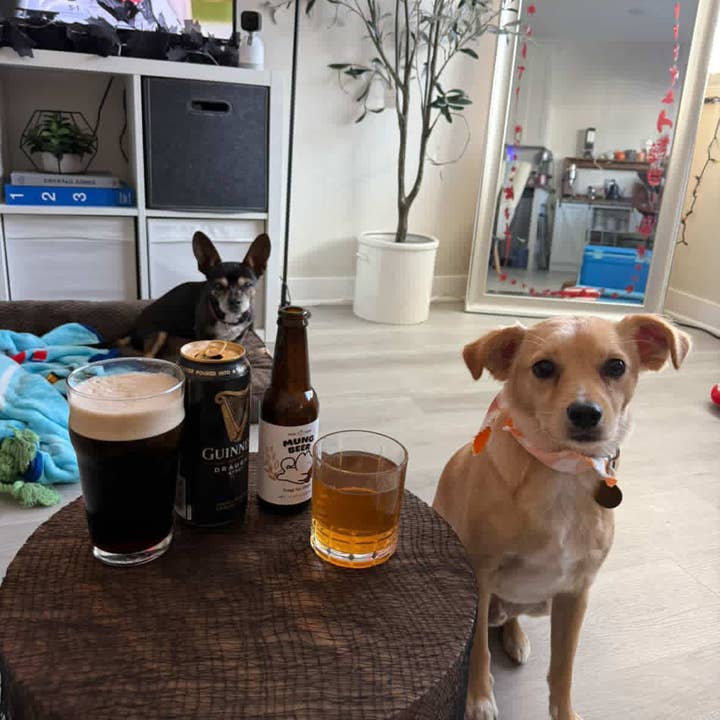 HIGH FOUR - Wholesale Pet Treats - Dog - Beer for Dogs! – Non-Alcoholic Vitamin Dog Beer5