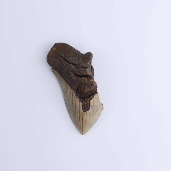 Mi Esperanza Minerals - Wholesale Spiritual Stone/Crystal - Megalodon Teeth Set of 43