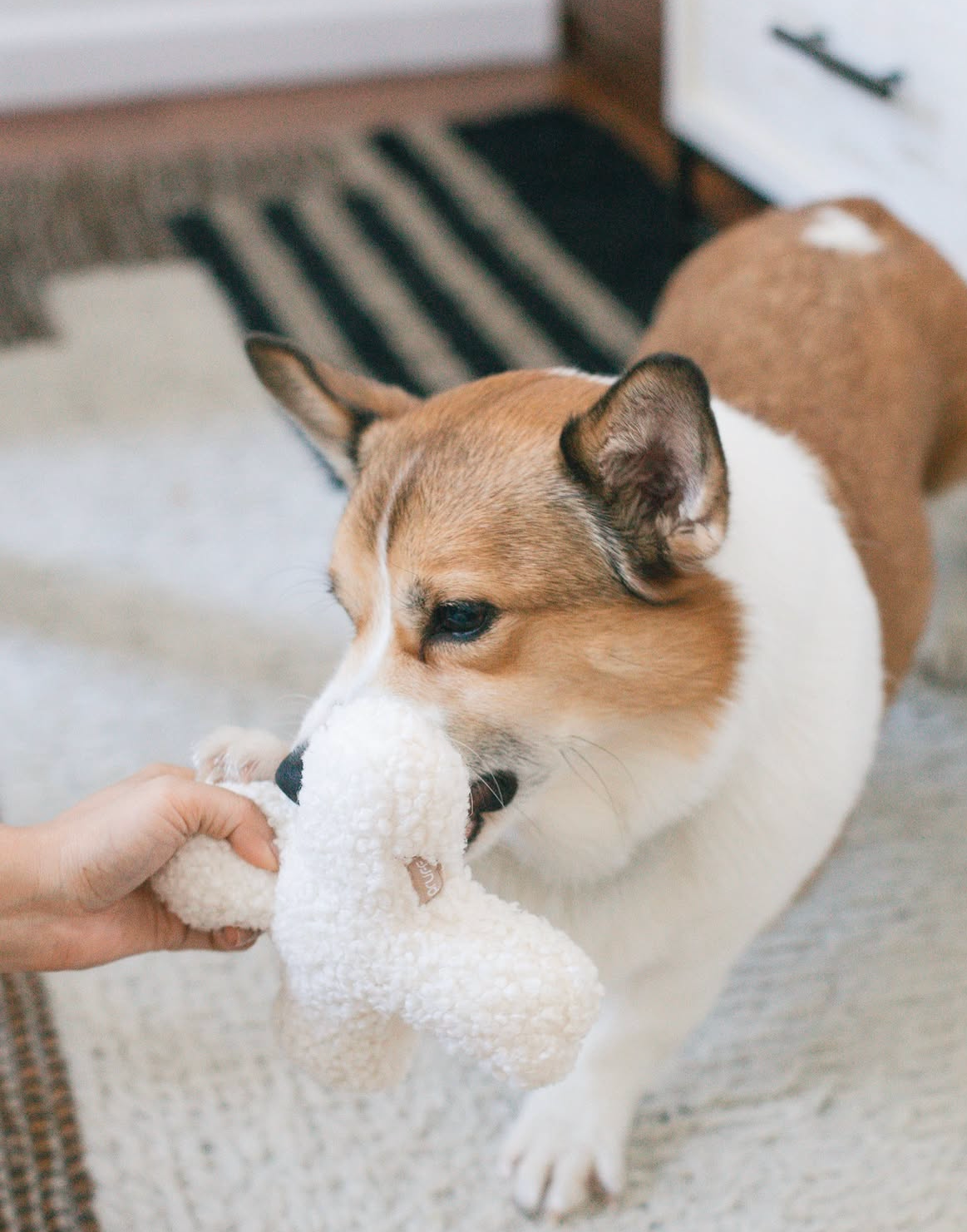 Pruff Pets - Venta al por mayor Peluche - Perros - Juguete Hugs de boucle para perros5