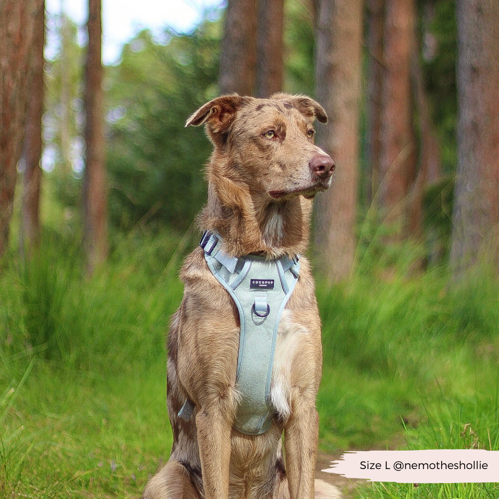Cocopup London - Wholesale Tuig voor huisdieren - Hond - Verken Harness - Salie Tweed23