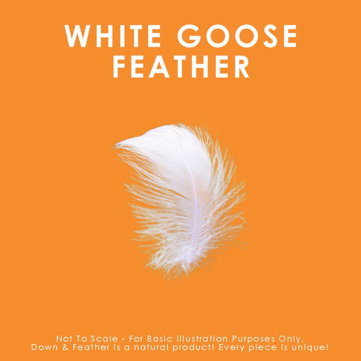 Canadian Down & Feather Company - Wholesale Chair Cushion - White Goose Feather Cushions