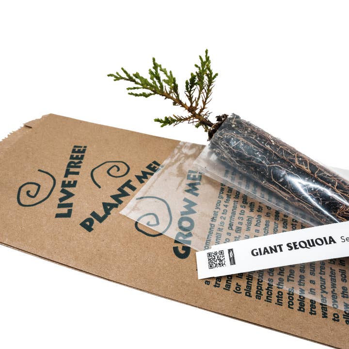 The Jonsteen Company - Wholesale Plant Seeds - Kraft Bag Seedlings3