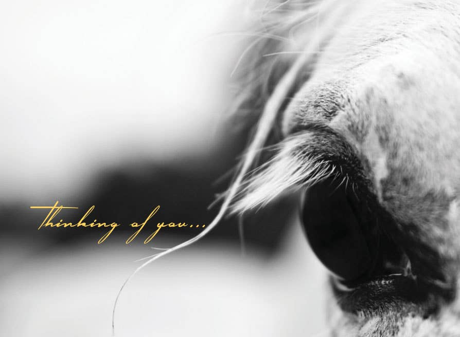 Horse Hollow Press - Wholesale Sympathy Card - Horse Sympathy Greeting Card / Thinking of You6