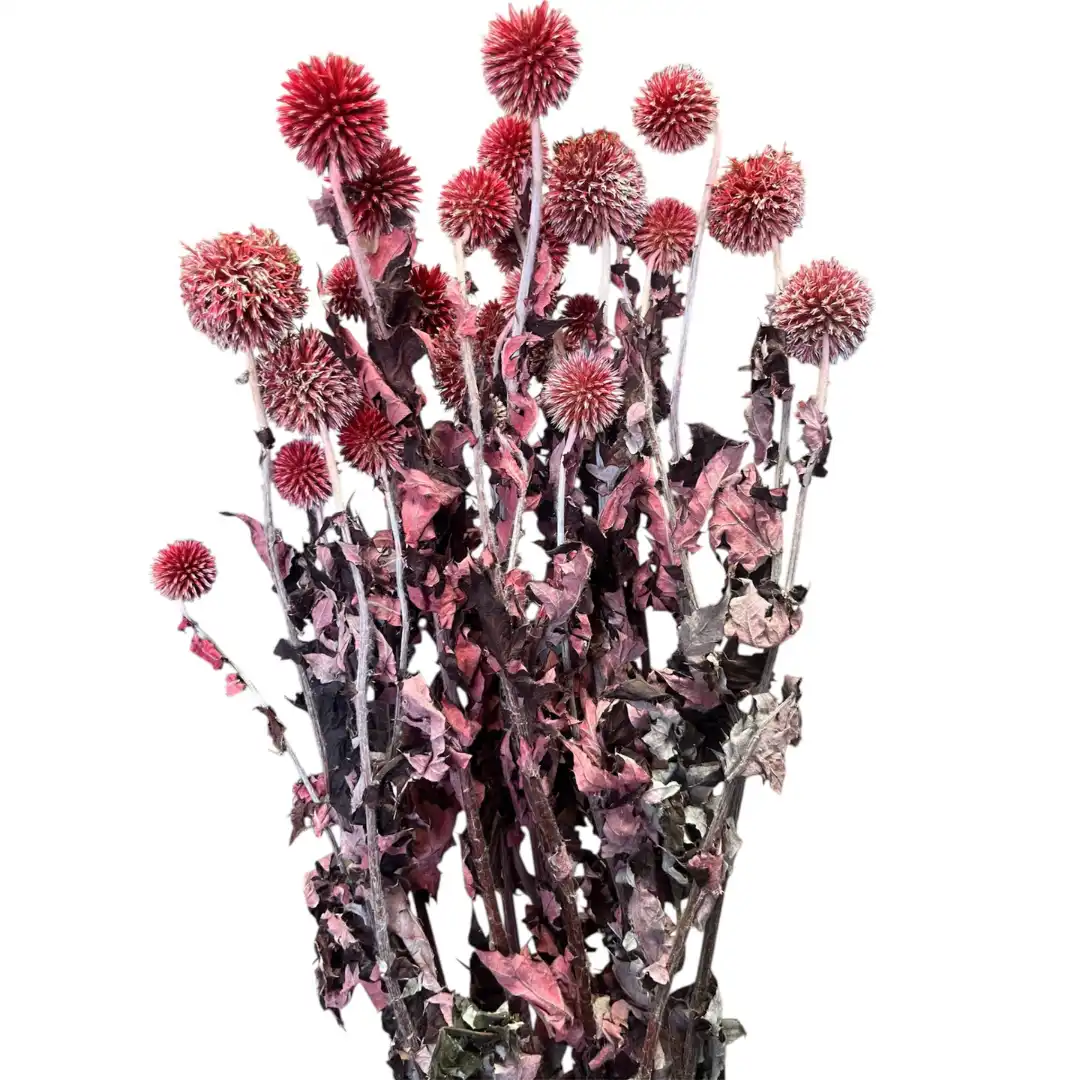 Botanico Ltd. - Wholesale Gedroogde/geperste bloemen - Echinops4