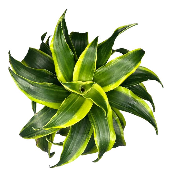 Flow State - Wholesale Live Plant - 4" Dracaena Fragrans (Tornado Dragon) – Wholesale Live Plant