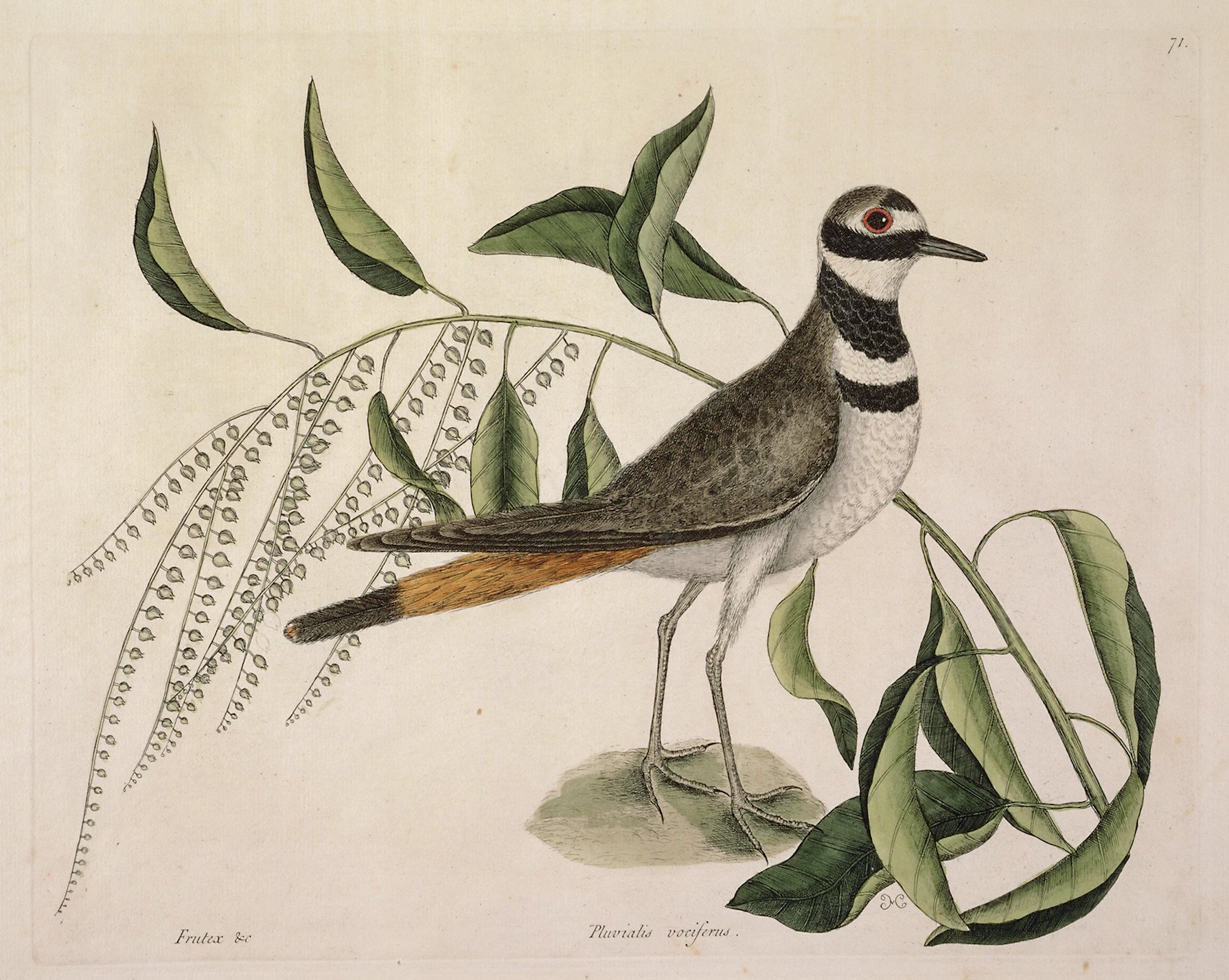 Sea to Skye - Wholesale Art Print - Plover Bird Antique Art Print1