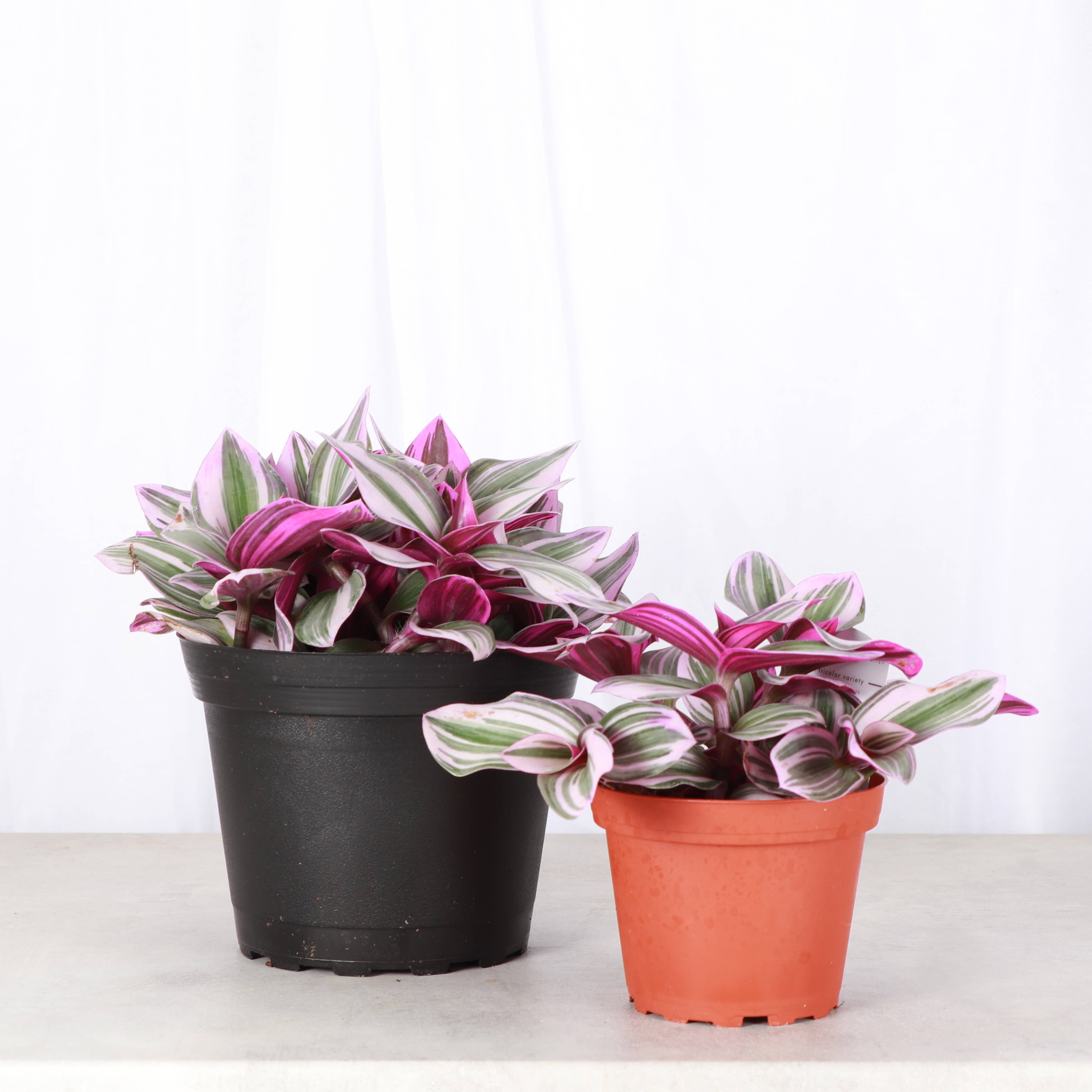 Thorsen's Greenhouse - Wholesale Live Plant - Tradescantia Nanouk - Live Plant7